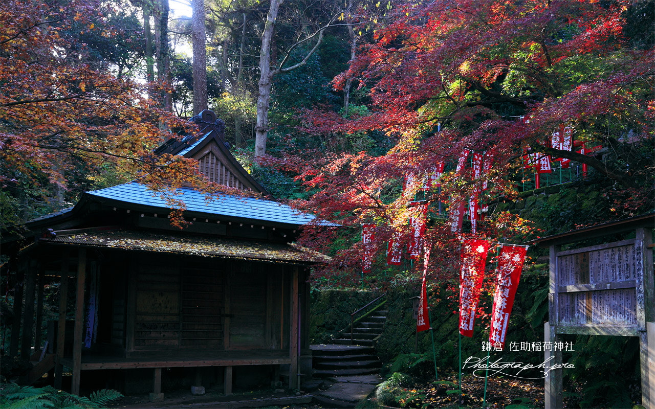 佐助稲荷神社 冬紅葉の拝殿 壁紙