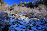 常照皇寺の雪化粧の庭園