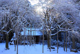 常照皇寺 雪化粧の九重桜