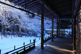 常照皇寺の３代目九重桜
