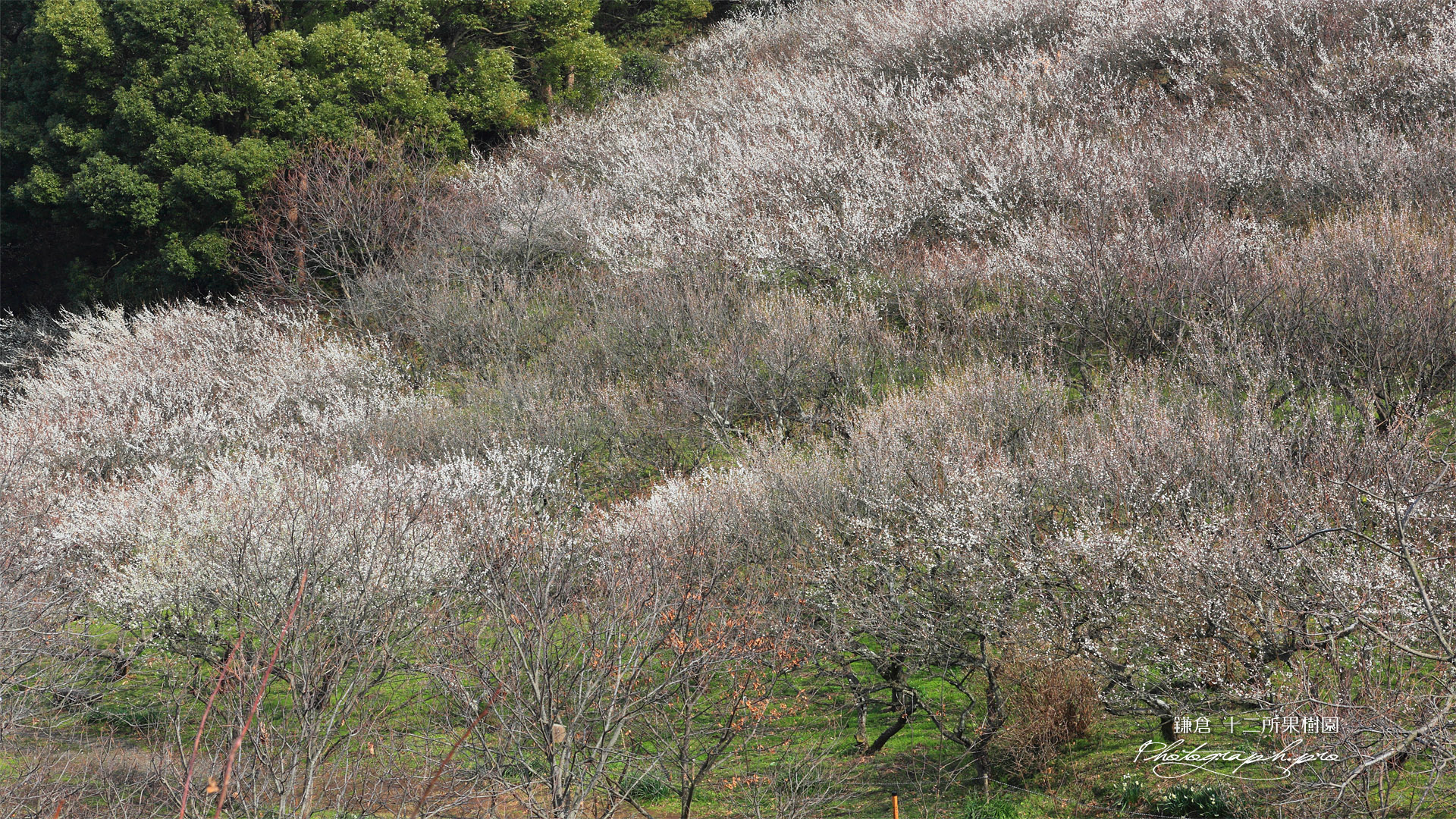 十二所果樹園 西梅園の白梅