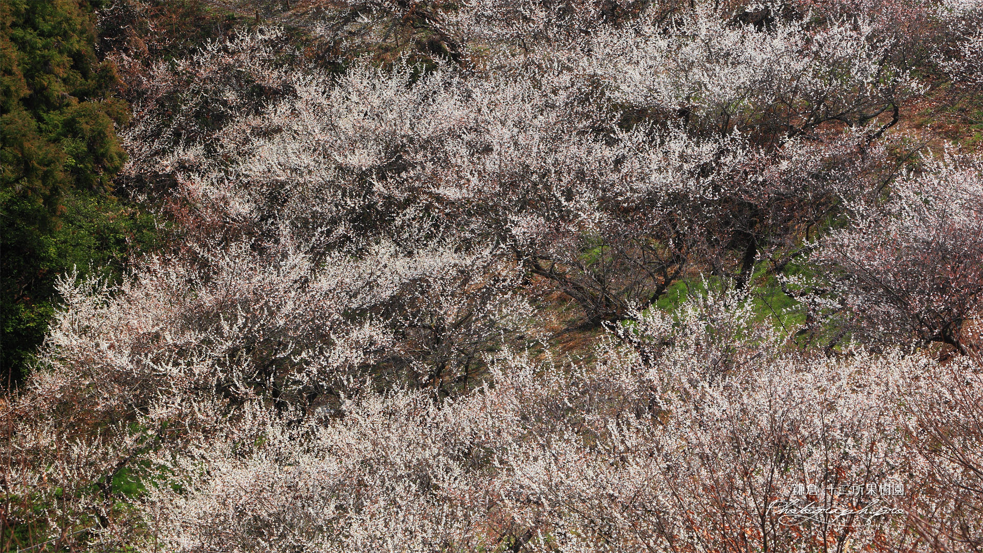 十二所果樹園 東梅園の白梅