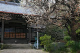 鎌倉円光寺 白梅と本堂