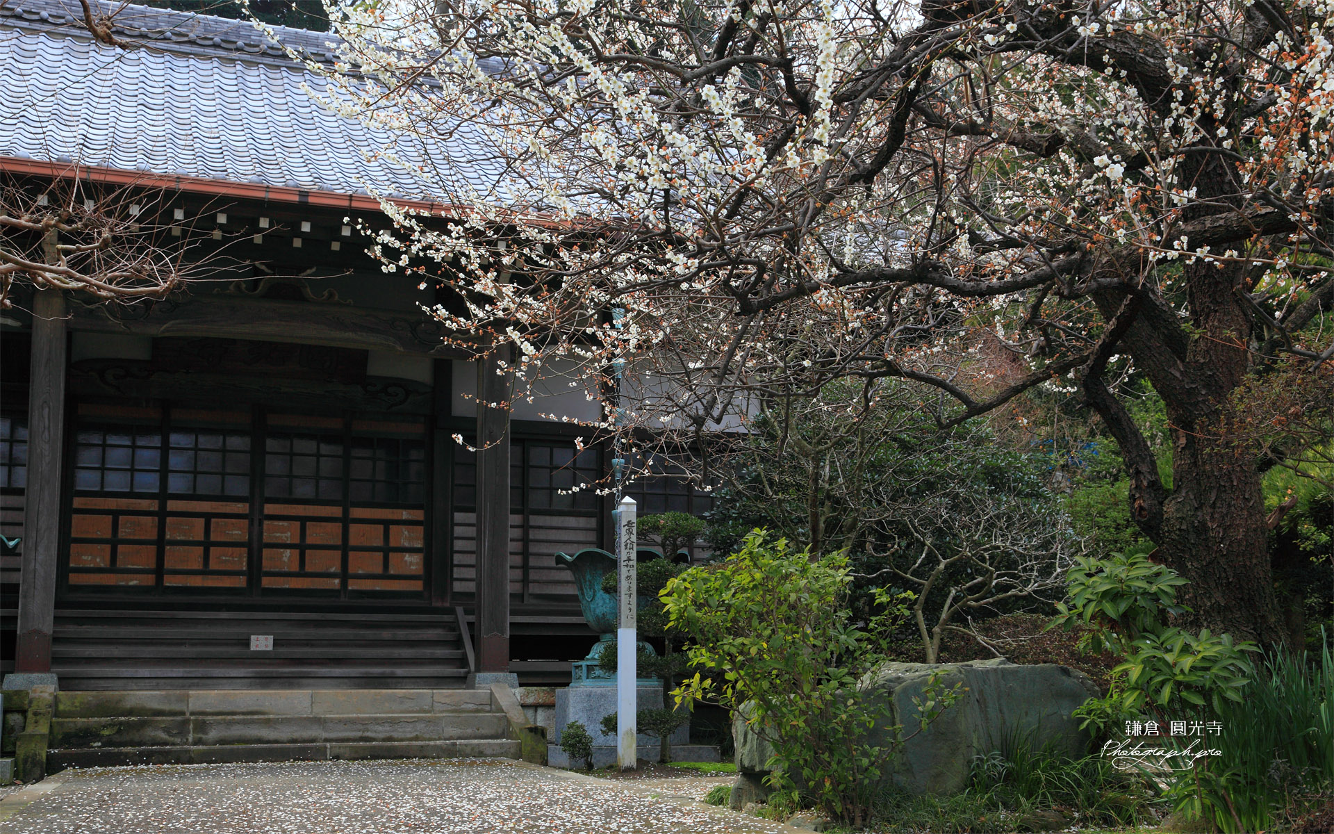 鎌倉円光寺 白梅と本堂