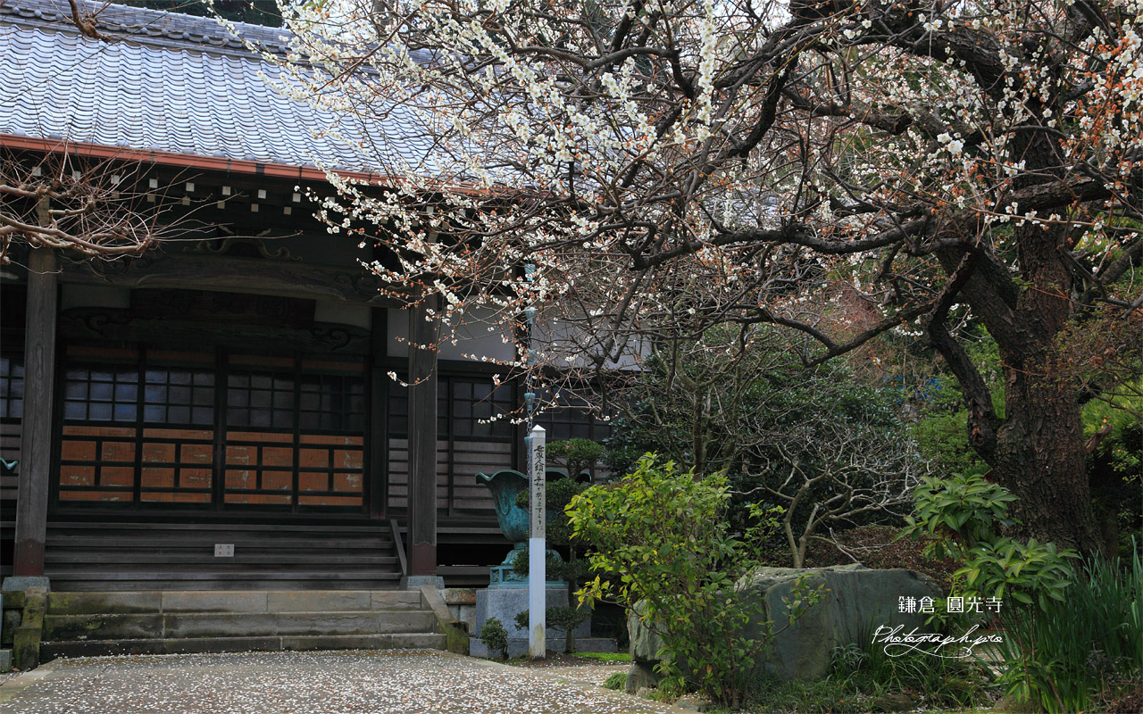 鎌倉円光寺 白梅と本堂 壁紙