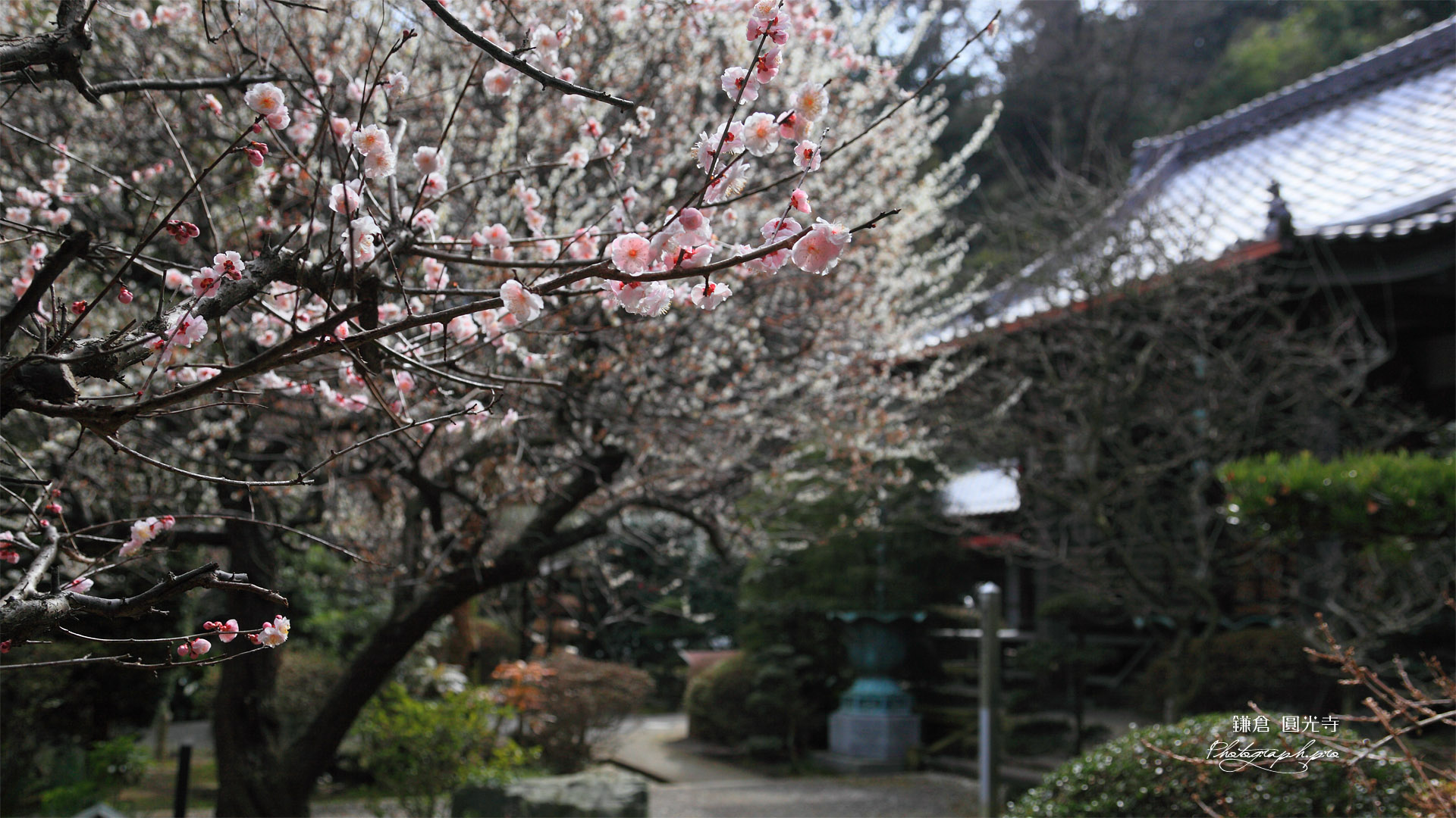 鎌倉円光寺 ウメ咲く境内