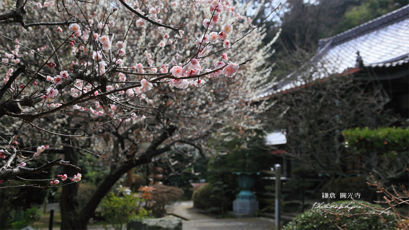 鎌倉円光寺 ウメ咲く境内 壁紙