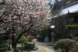 鎌倉円光寺 ウメ咲く境内