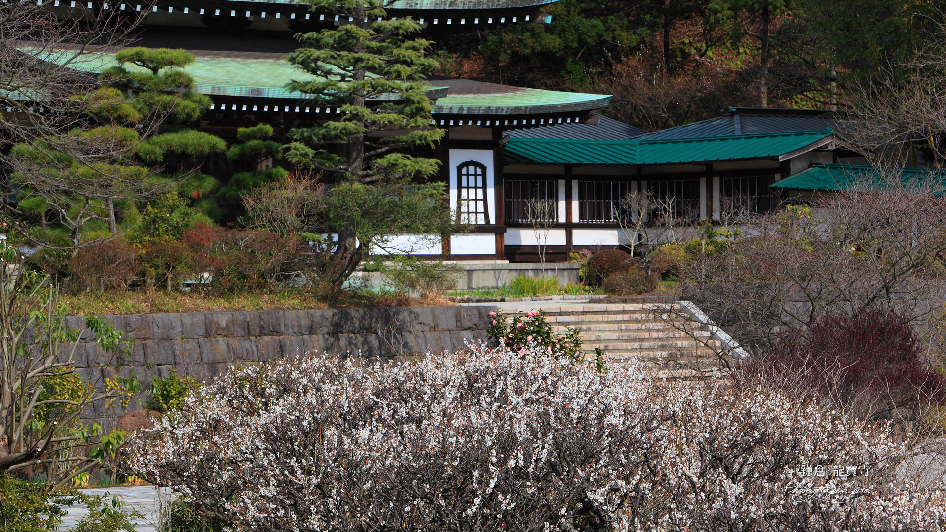 鎌倉龍宝寺 白梅と本堂