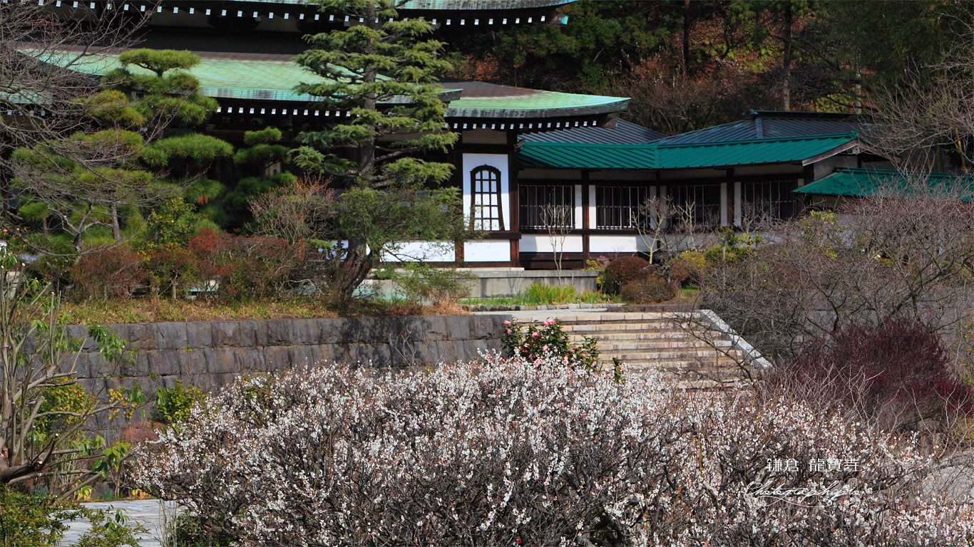 鎌倉龍宝寺 白梅と本堂 壁紙