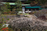 鎌倉龍宝寺 白梅と本堂