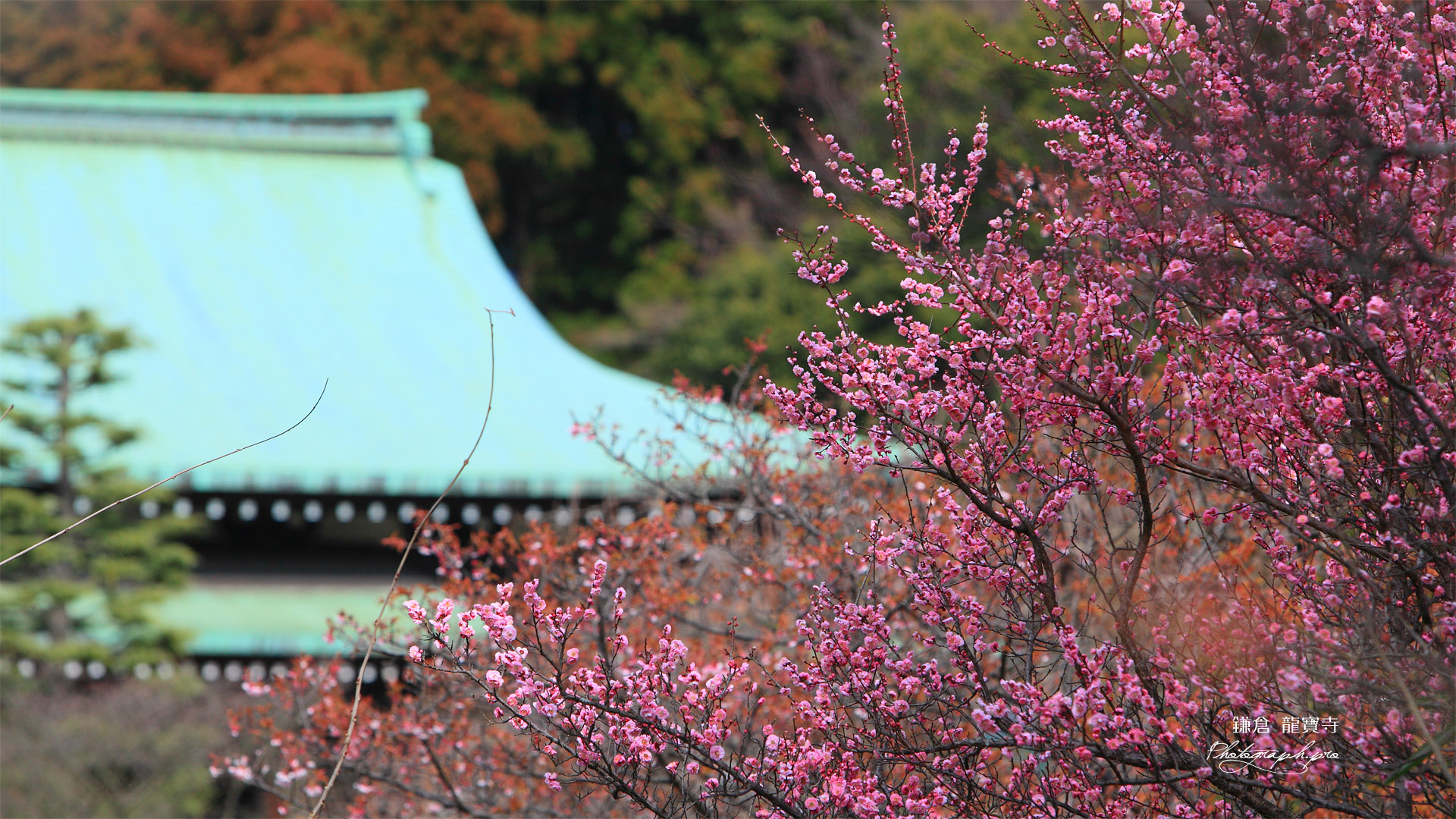 鎌倉龍宝寺 紅梅と本堂