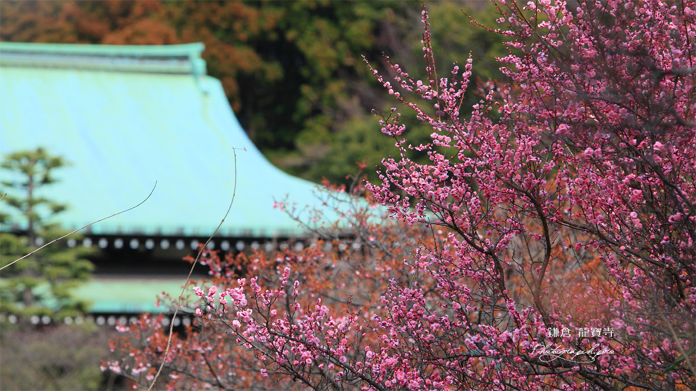 鎌倉龍宝寺 紅梅と本堂 壁紙