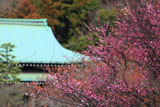 鎌倉龍宝寺 紅梅と本堂