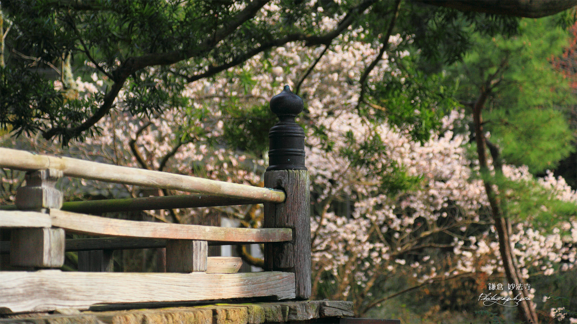 鎌倉妙法寺 高欄と梅