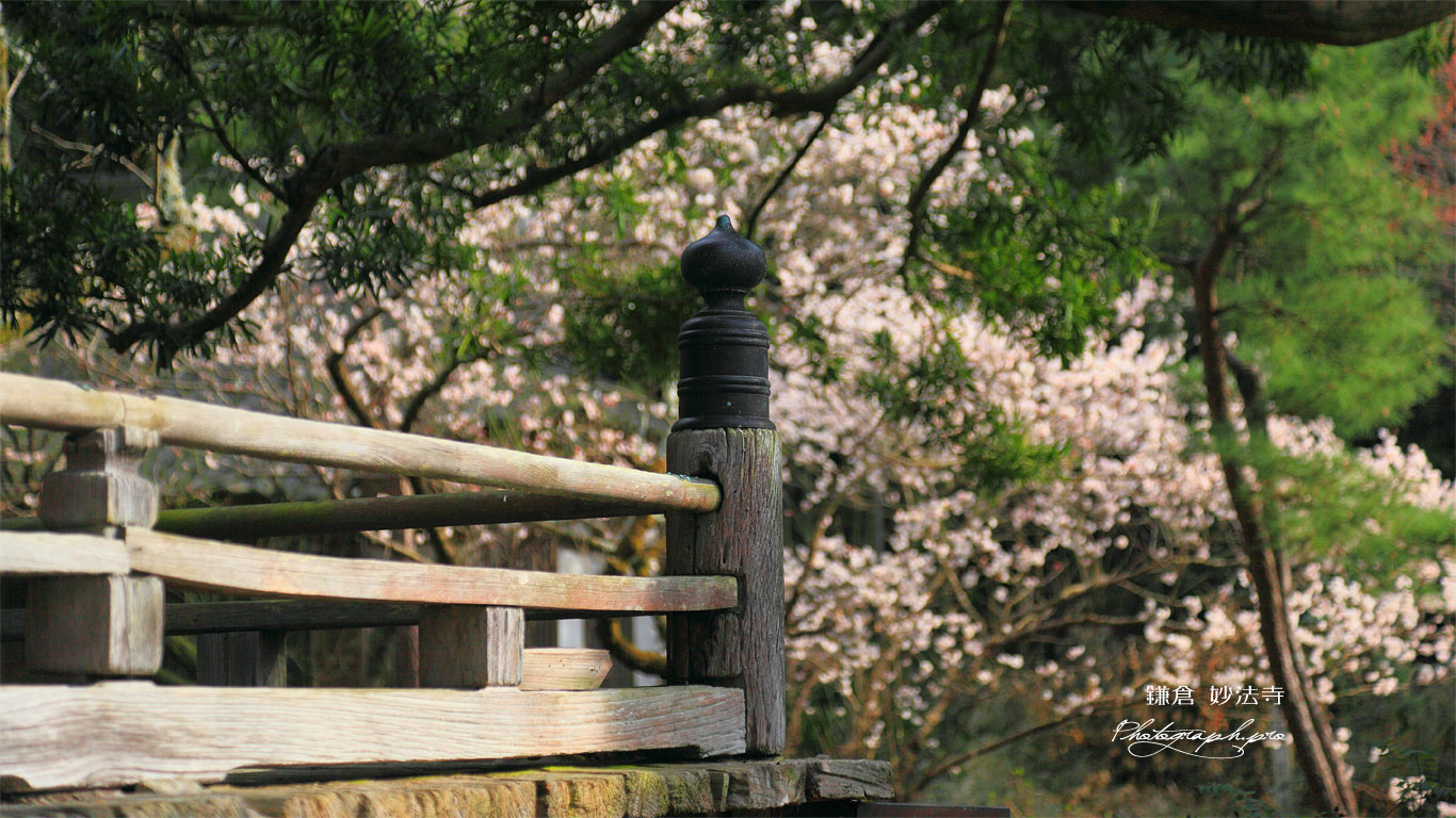 鎌倉妙法寺 高欄と梅 壁紙