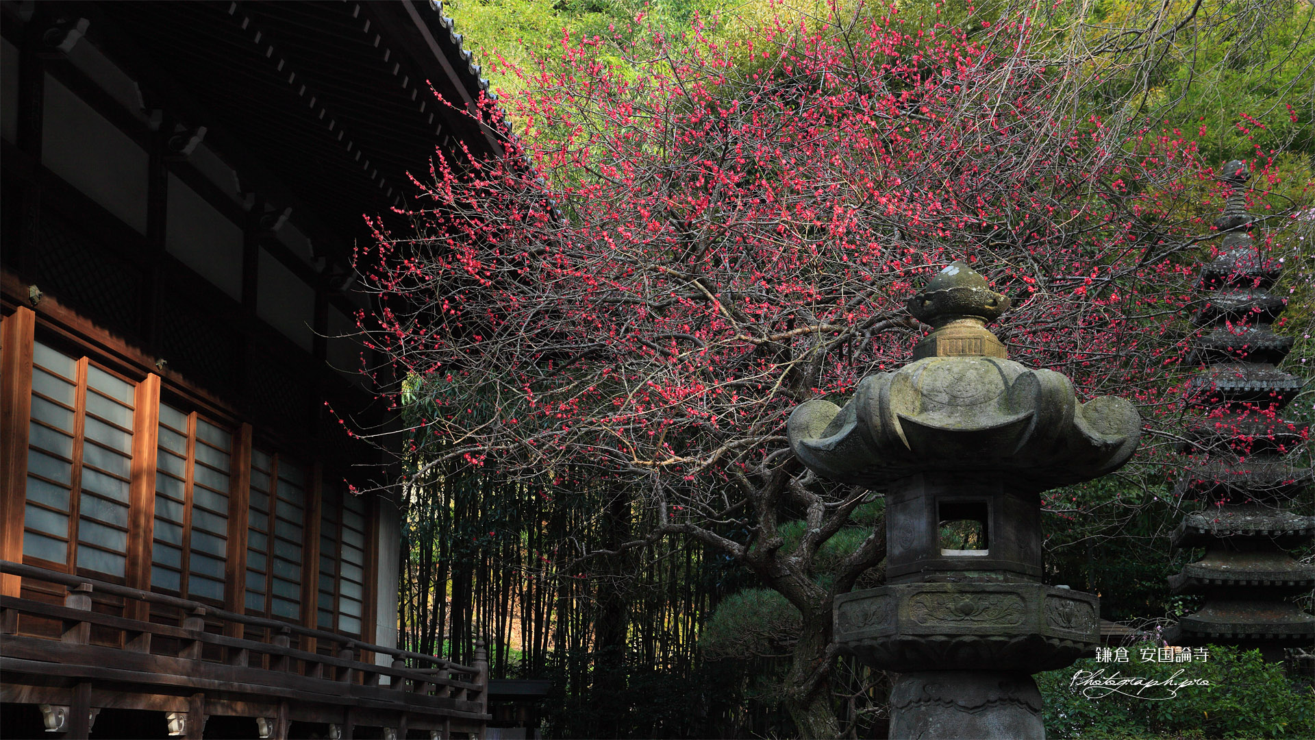 安国論寺 紅梅と本堂