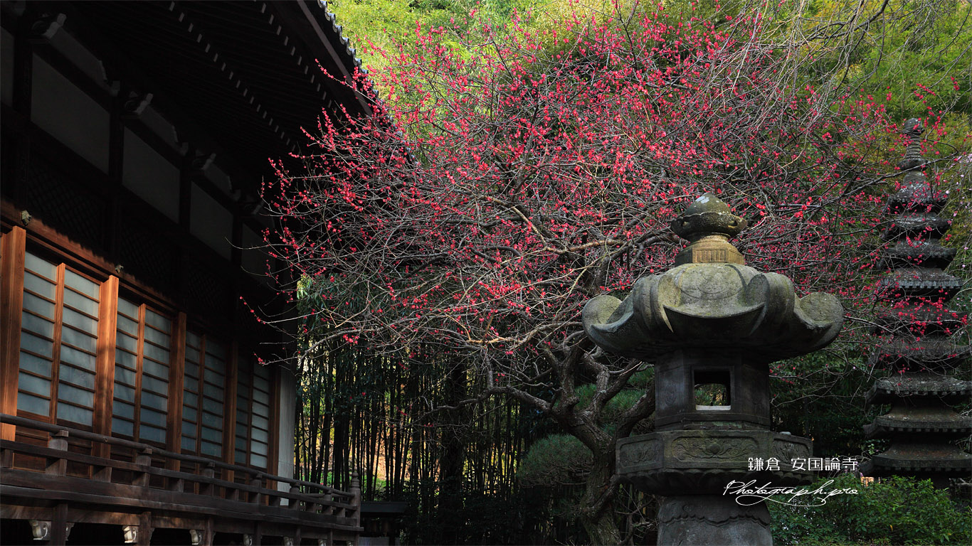 安国論寺 紅梅と本堂 壁紙