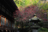 安国論寺 紅梅と本堂