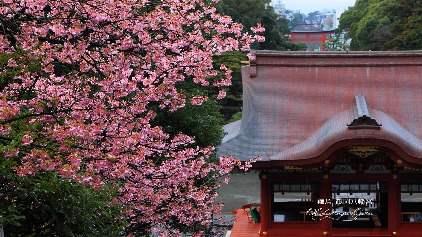 鶴岡八幡宮の河津桜と舞殿 壁紙