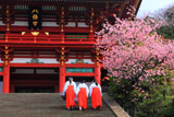 鶴岡八幡宮の河津桜と巫女