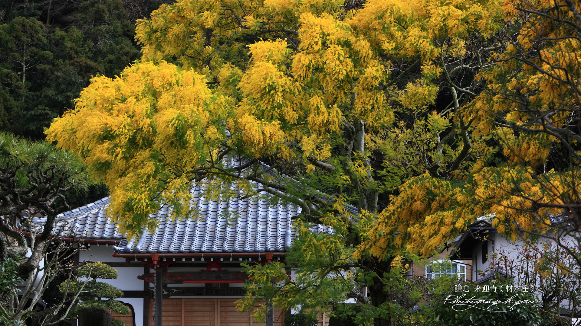 鎌倉来迎寺のミモザと本堂