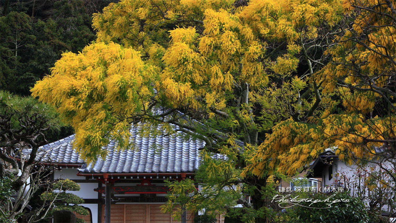鎌倉来迎寺のミモザと本堂 壁紙