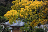 鎌倉来迎寺のミモザと本堂