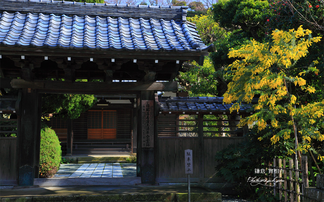 鎌倉実相寺 ミモザと山門 壁紙