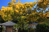来迎寺