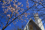若宮大路 玉縄桜と雪ノ下教会
