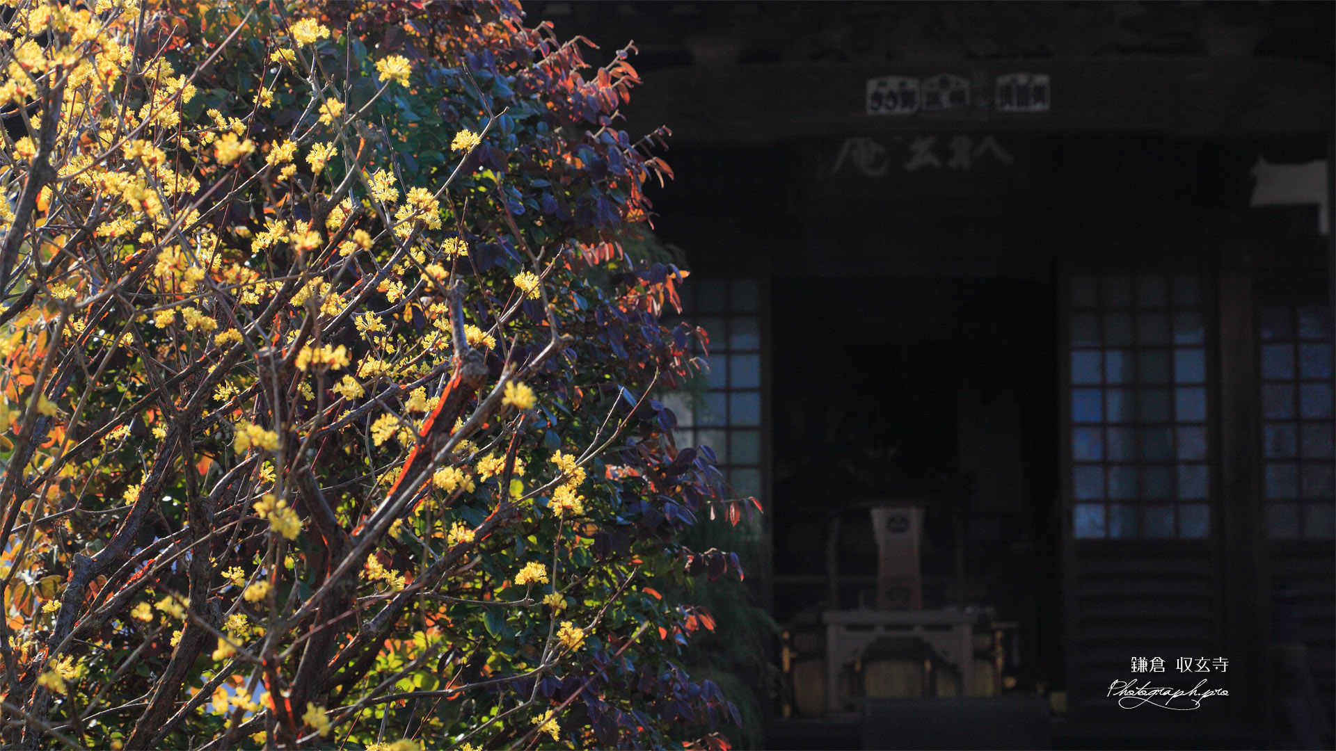 鎌倉収玄寺 サンシュユ
