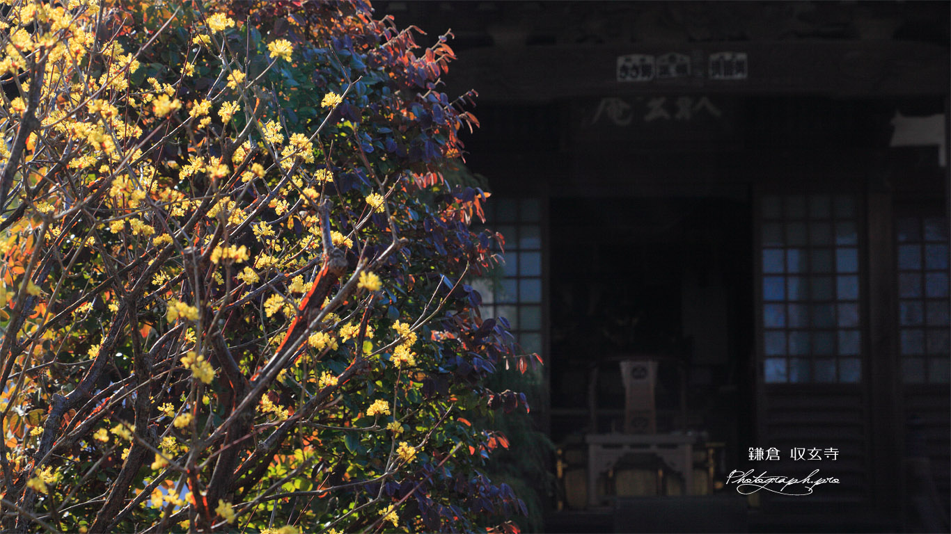鎌倉収玄寺 サンシュユ 壁紙