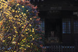 鎌倉収玄寺 サンシュユ