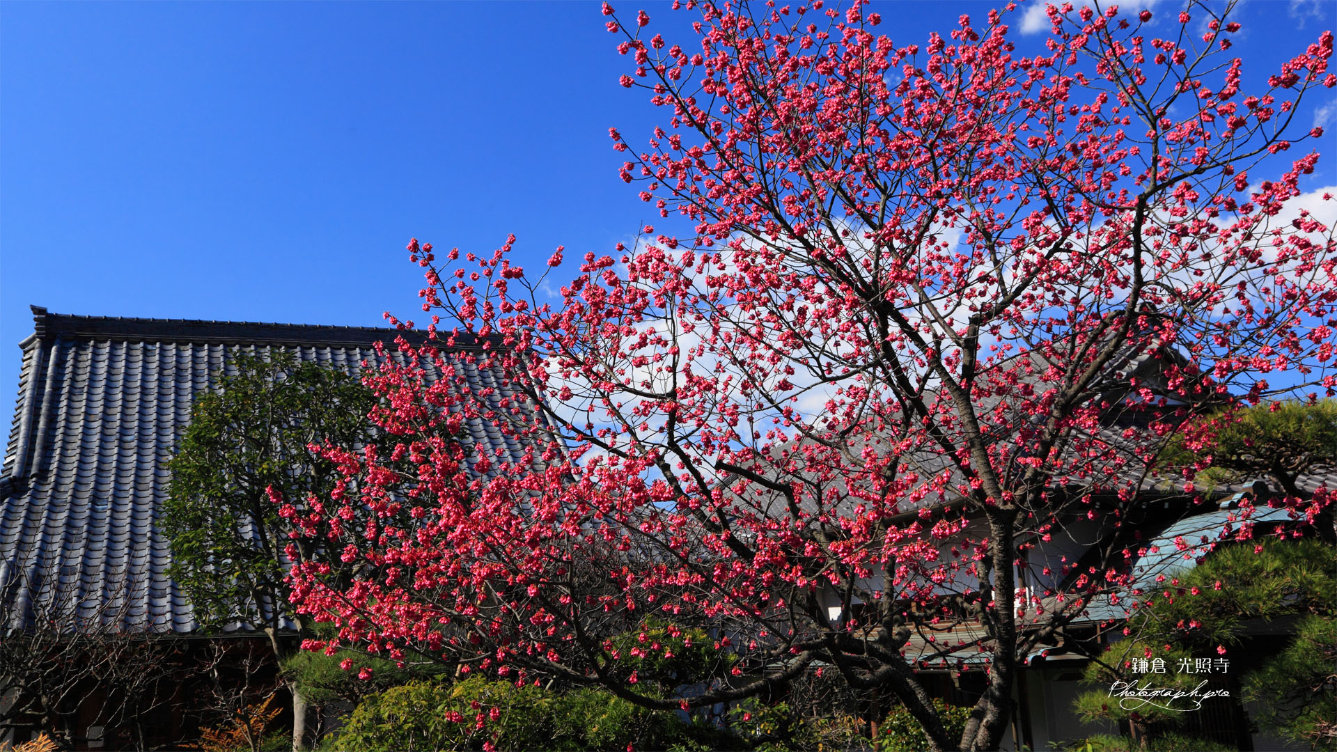 光照寺の寒緋桜