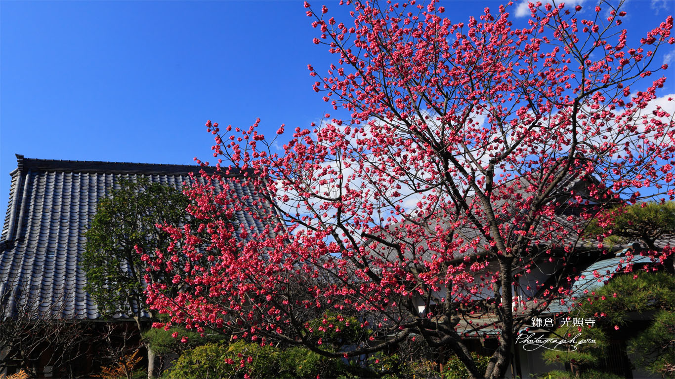 光照寺の寒緋桜 壁紙