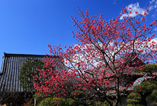 光照寺