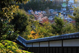 円覚寺雲頂菴のヒガンザクラ