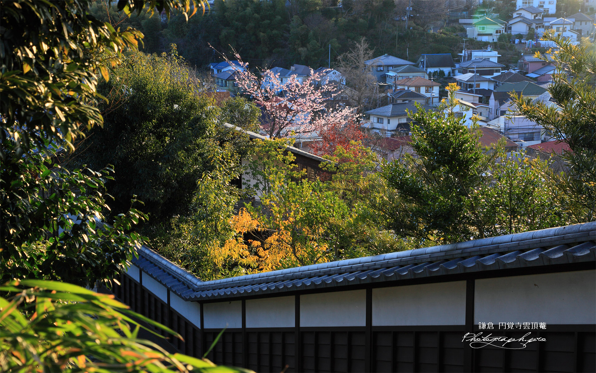 円覚寺雲頂菴のヒガンザクラ