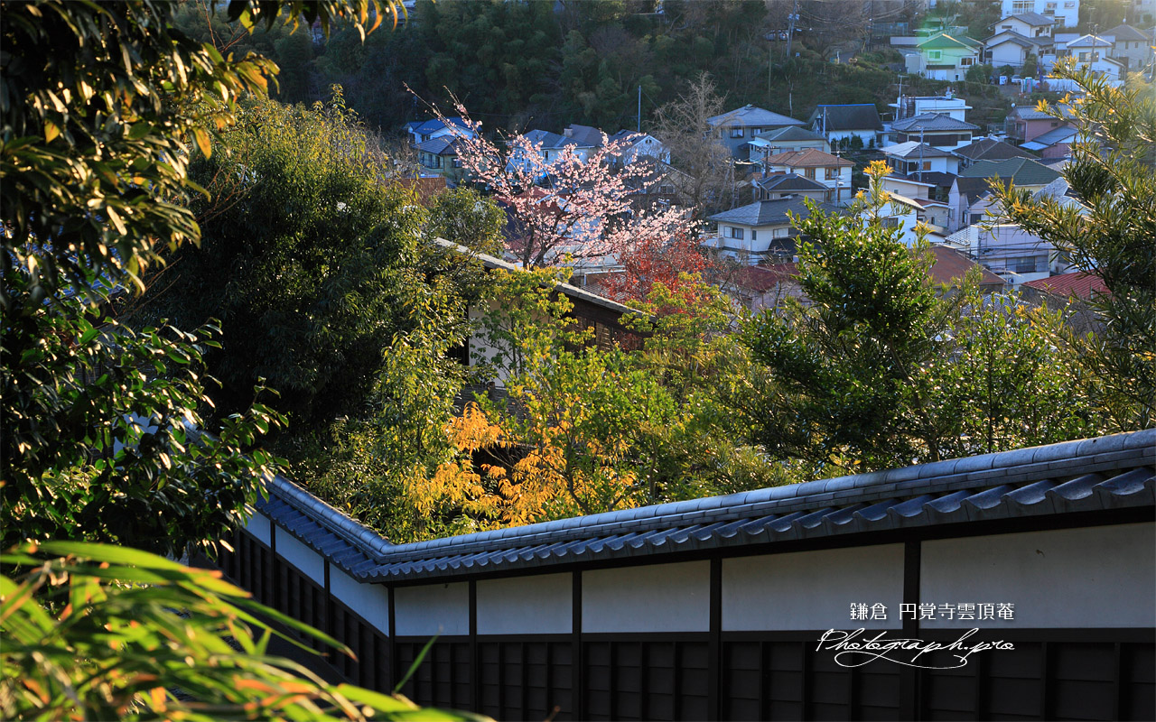 円覚寺雲頂菴のヒガンザクラ 壁紙