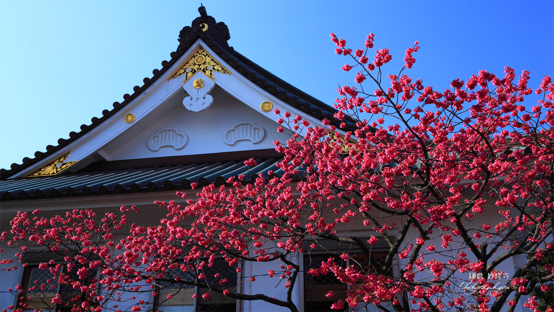 鎌倉妙隆寺のカンヒザクラ