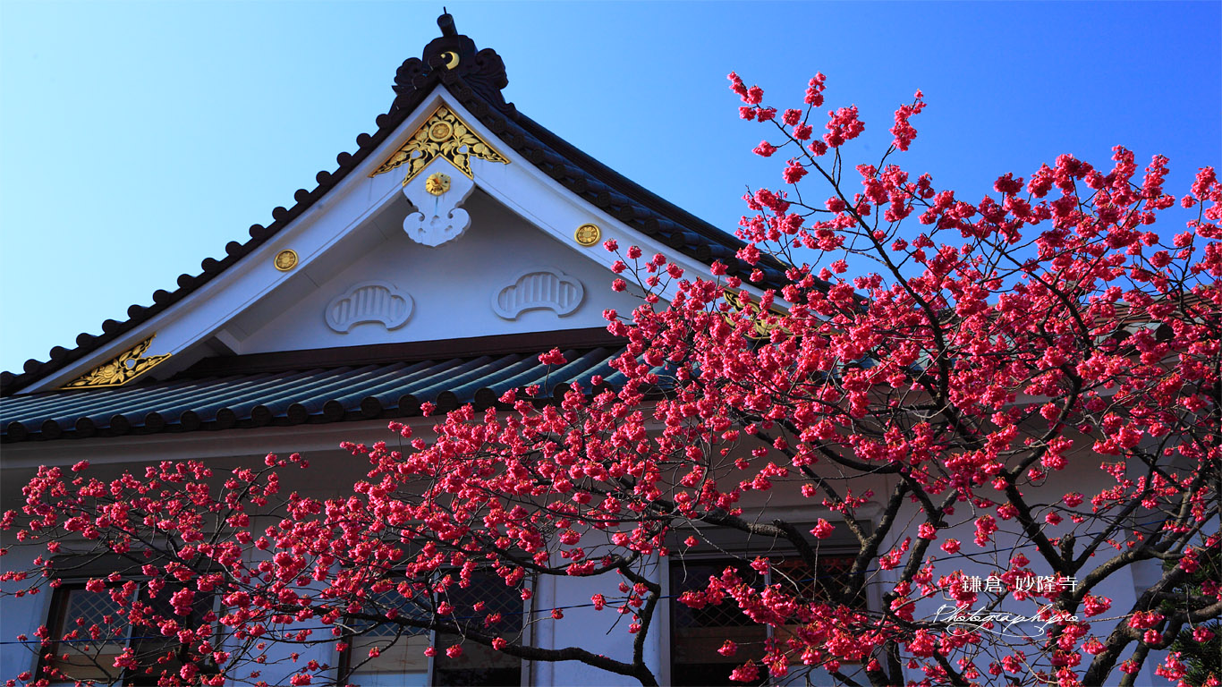 鎌倉妙隆寺のカンヒザクラ 壁紙