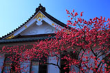 鎌倉妙隆寺のカンヒザクラ