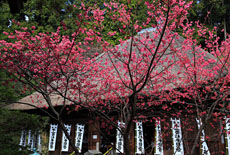 杉本寺