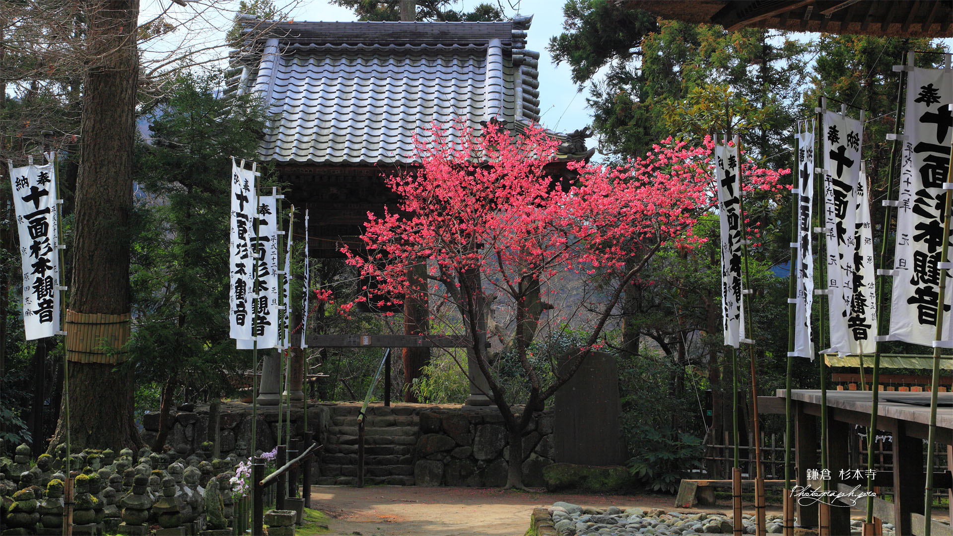 鎌倉 杉本寺のカンヒザクラ