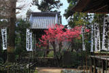 鎌倉 杉本寺のカンヒザクラ