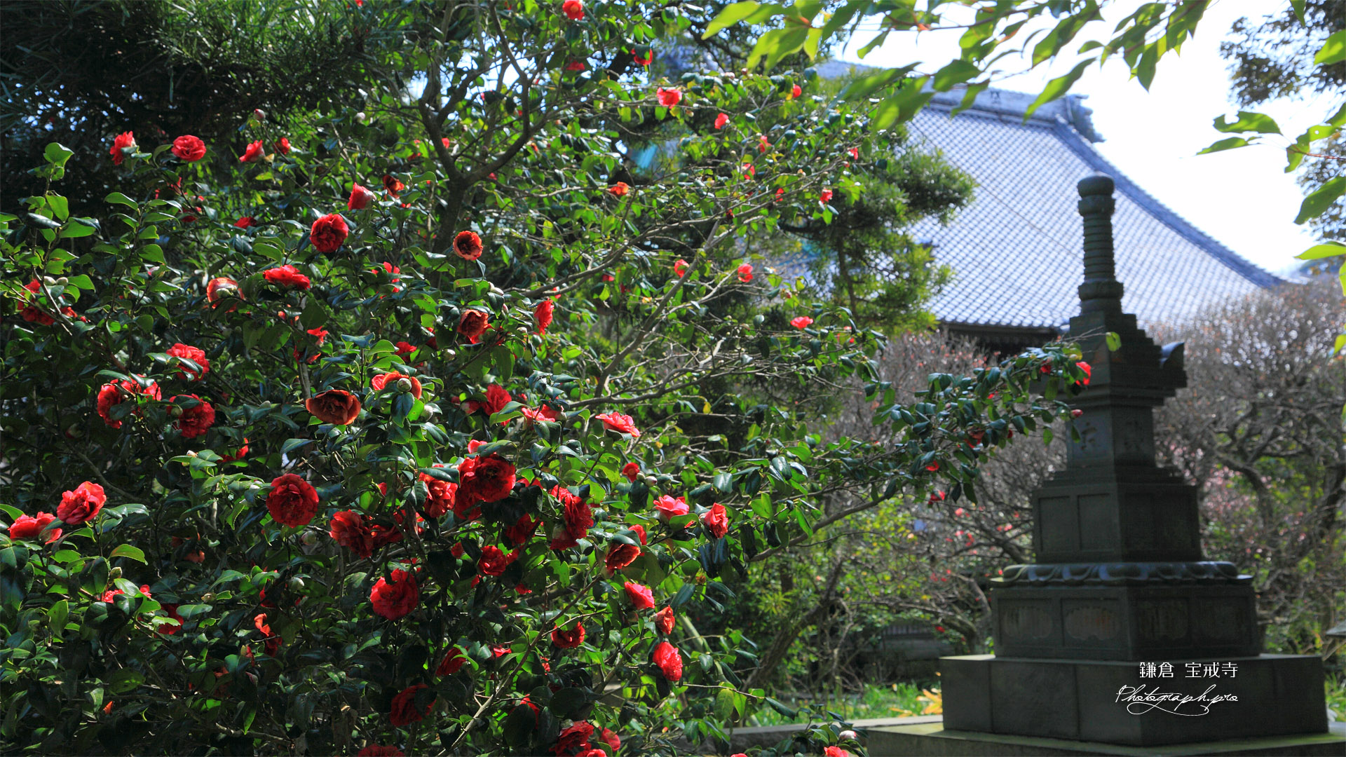 鎌倉宝戒寺の椿と宝篋印塔