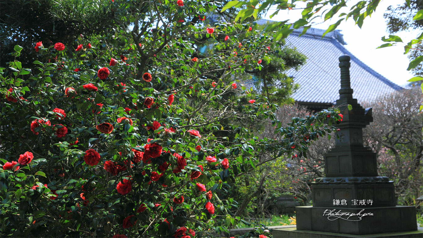 鎌倉宝戒寺の椿と宝篋印塔 壁紙