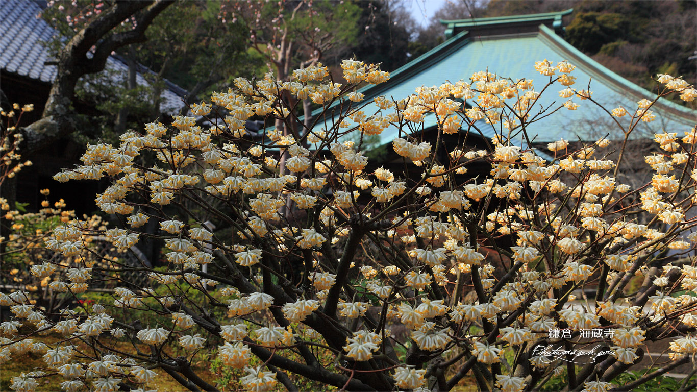 海蔵寺 ミツマタ 壁紙