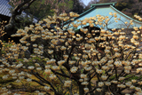 海蔵寺 ミツマタ